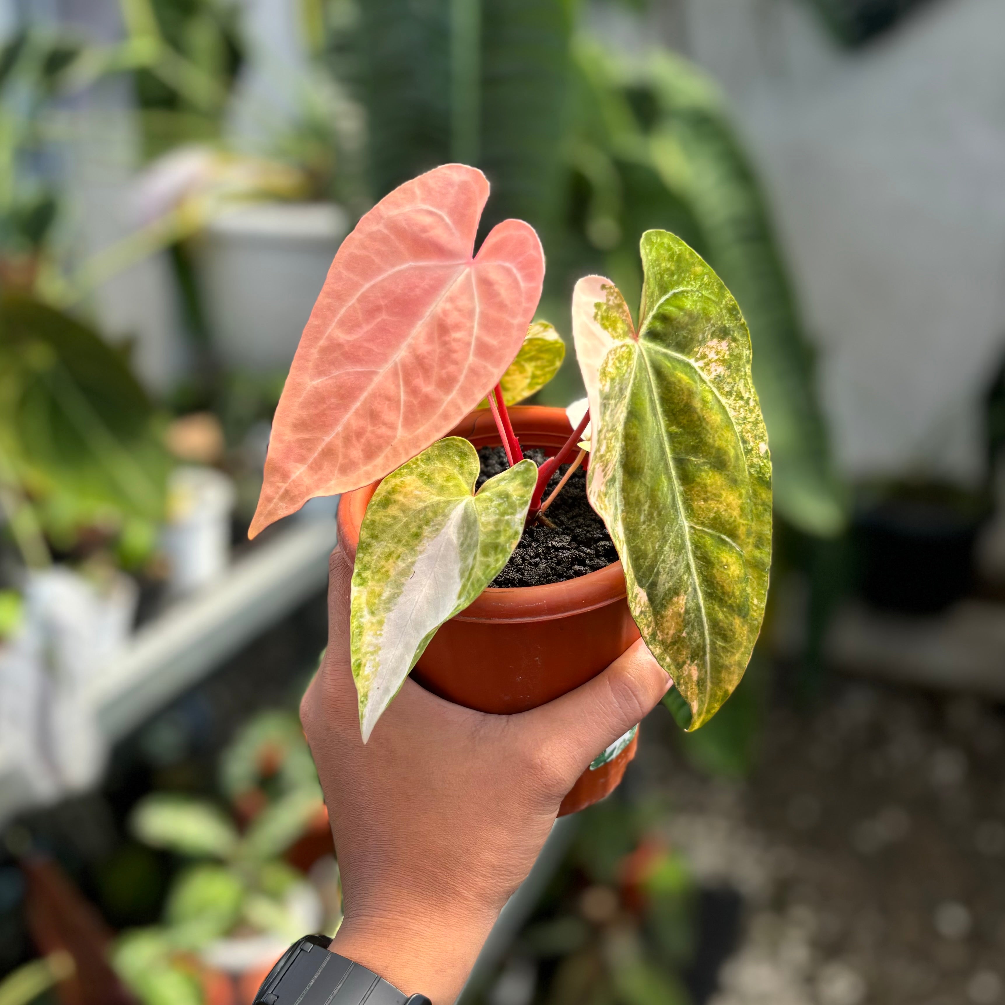 Anthurium papilillaminum pink variegated