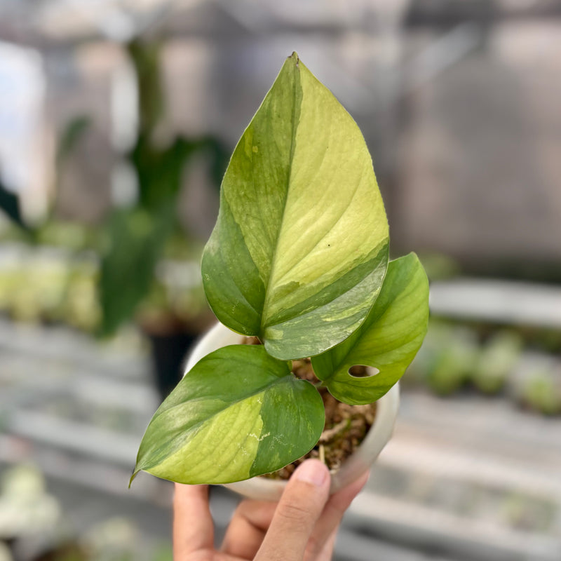 Rhaphidophora pertusa variegated