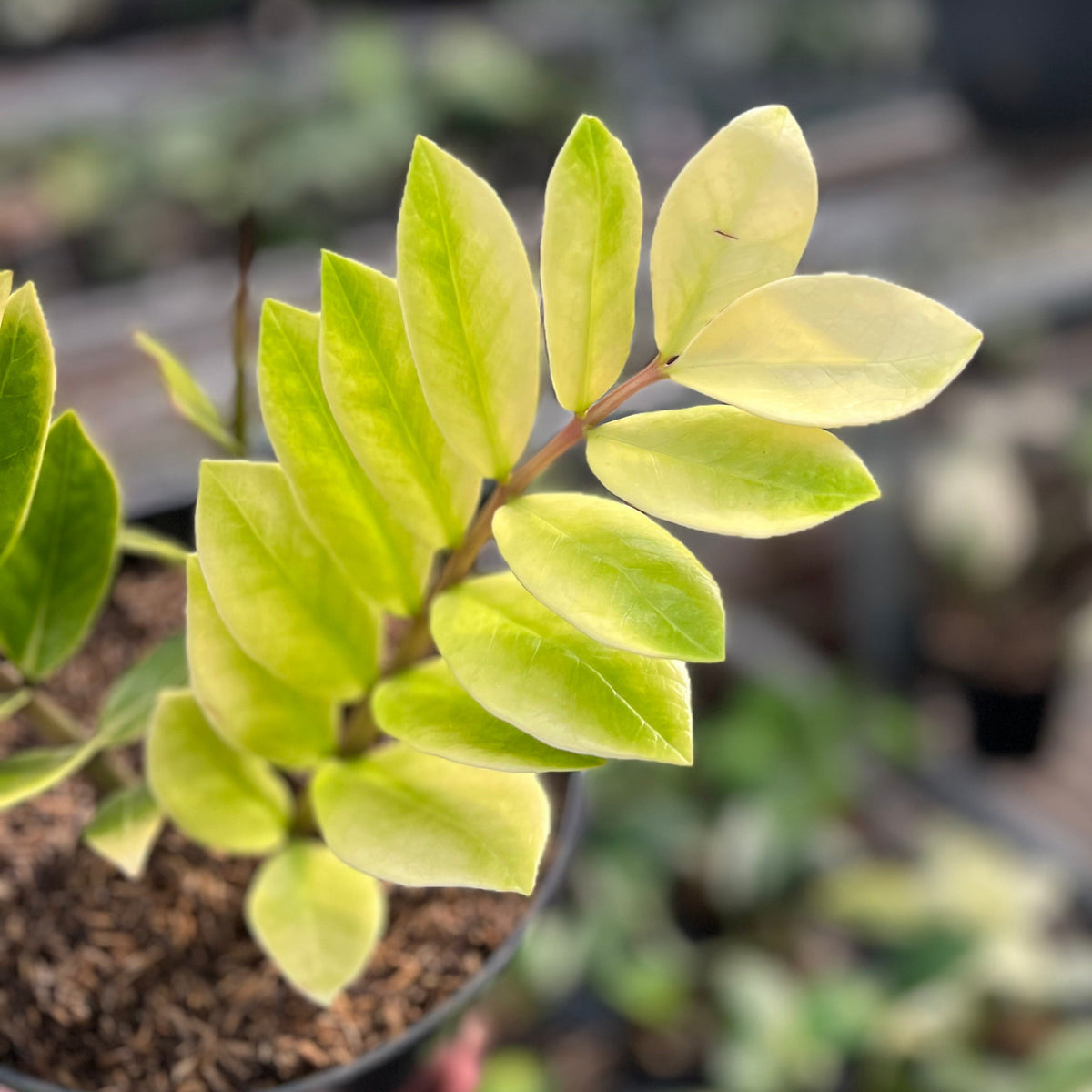 Zamioculcas zamiifolia snow frost variegated