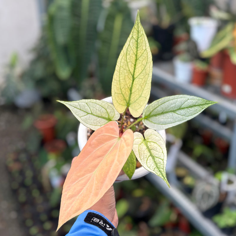 Anthurium silver blush white mint variegated  - Mature size