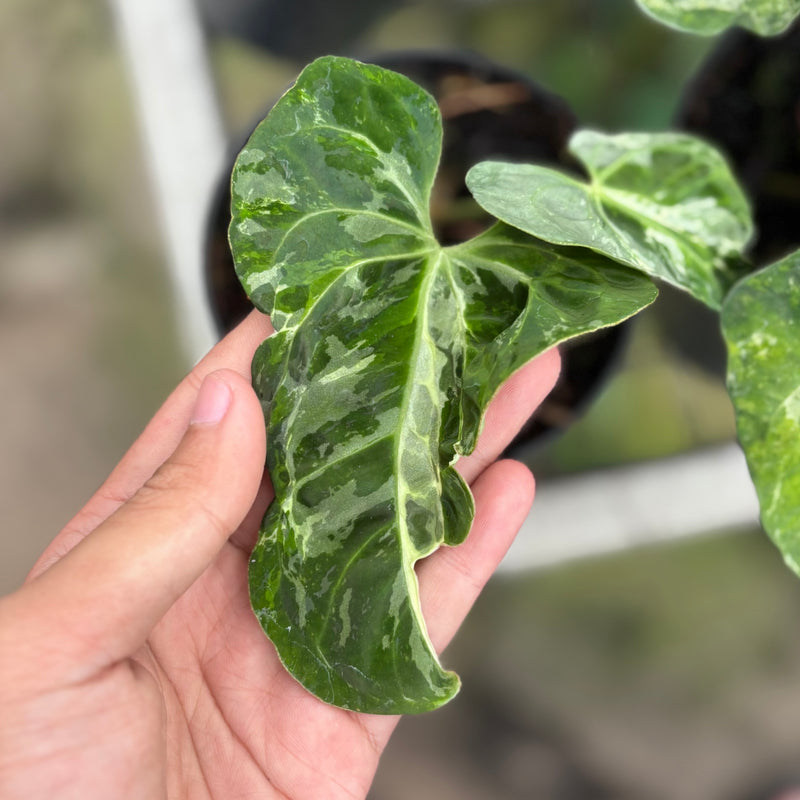 Anthurium forgetii variegated x papilaminum