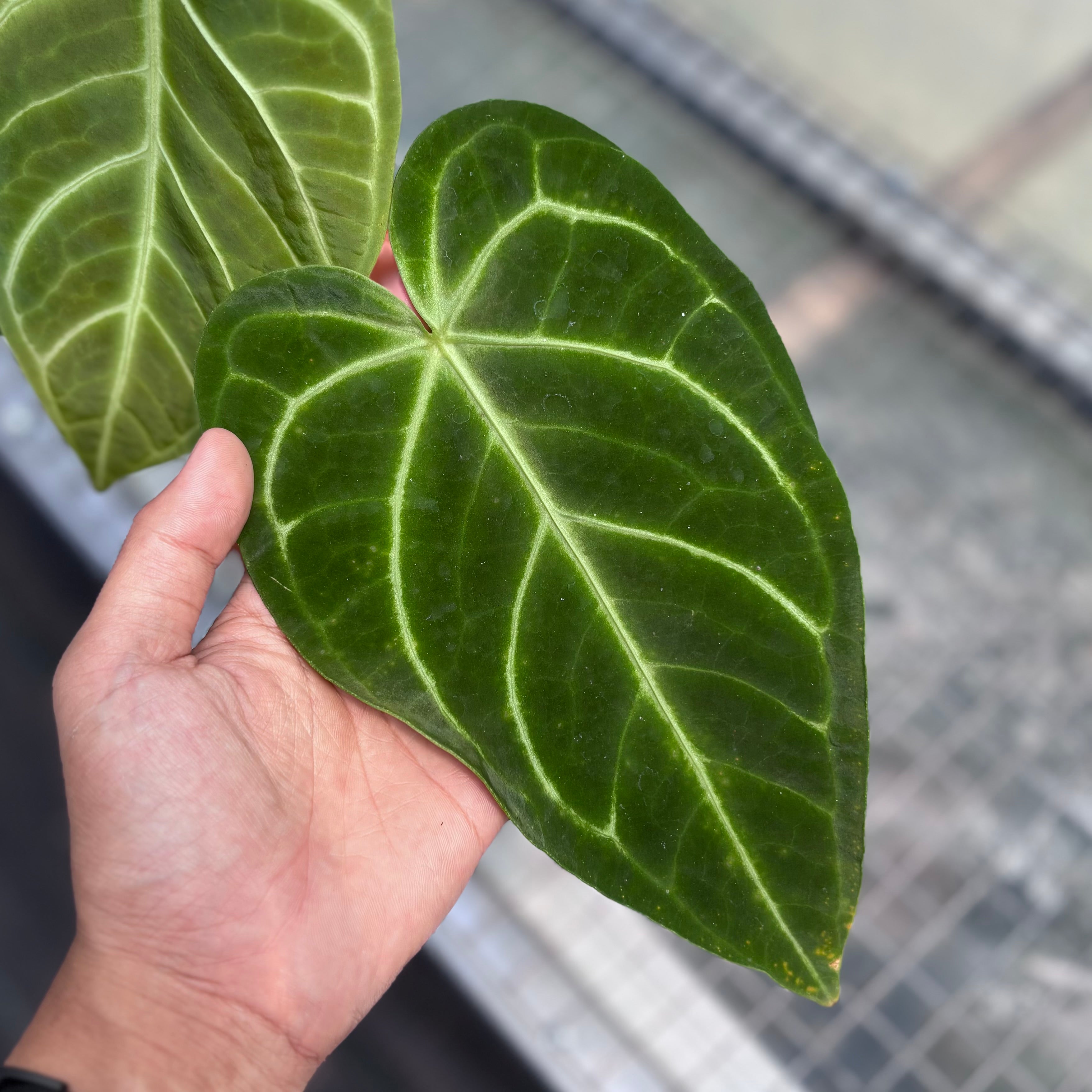 Anthurium regale