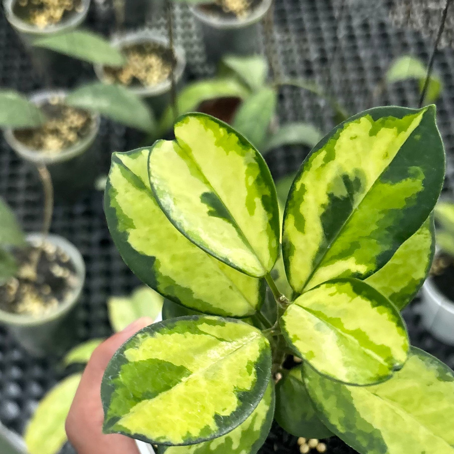 Hoya australis lisa