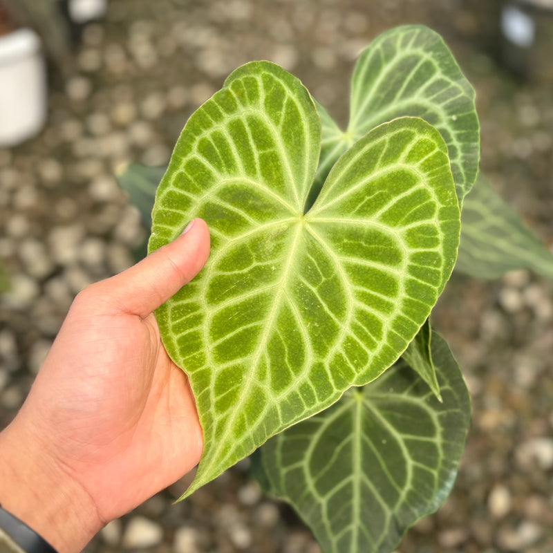 Anthurium warocqueanum x clarinervium - Mature size