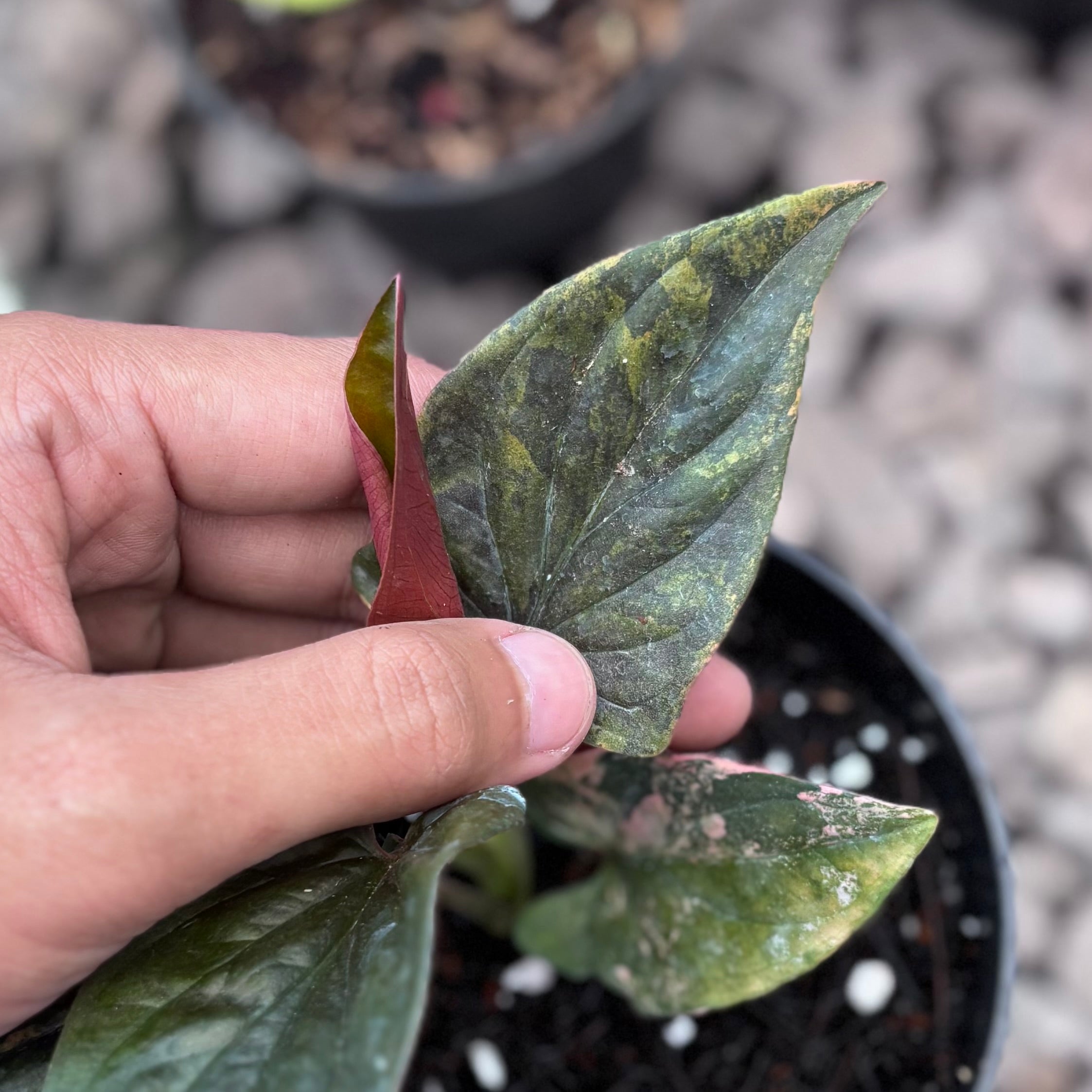 Syngonium red arrow variegated