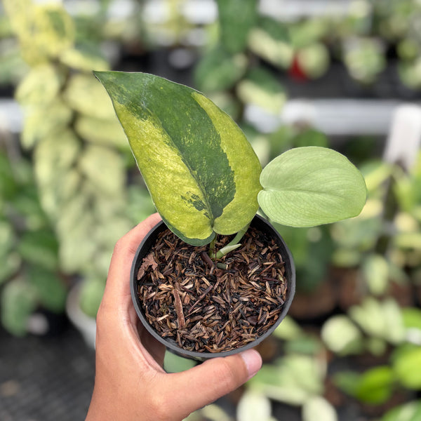 Scindapsus jadesatin Noid Variegated