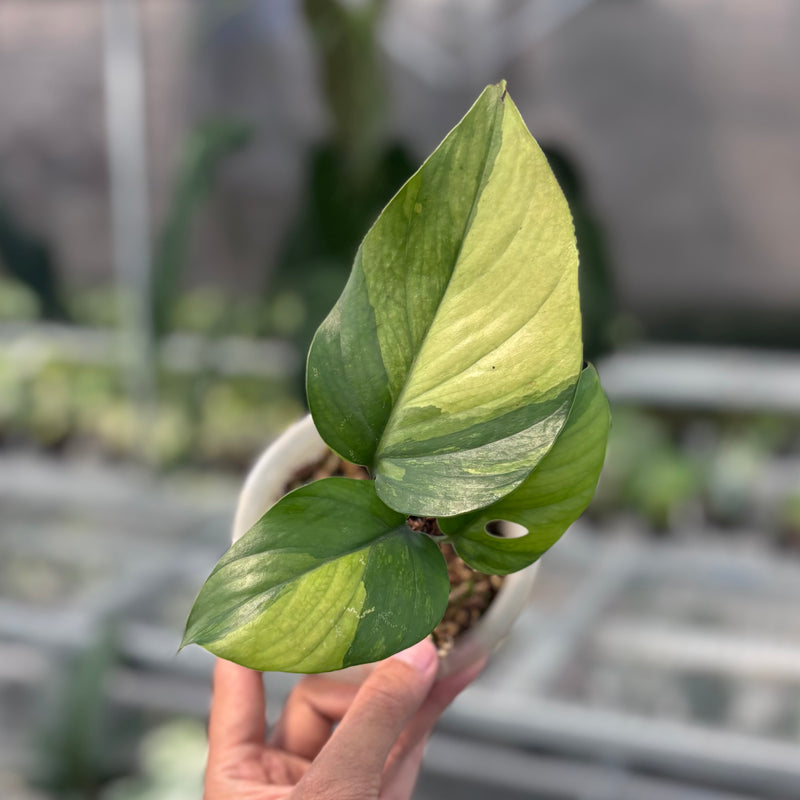 Rhaphidophora pertusa variegated