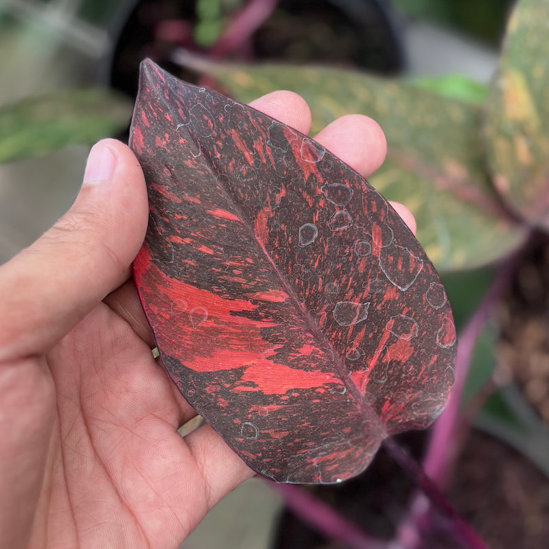 Philodendron orange princess galaxy