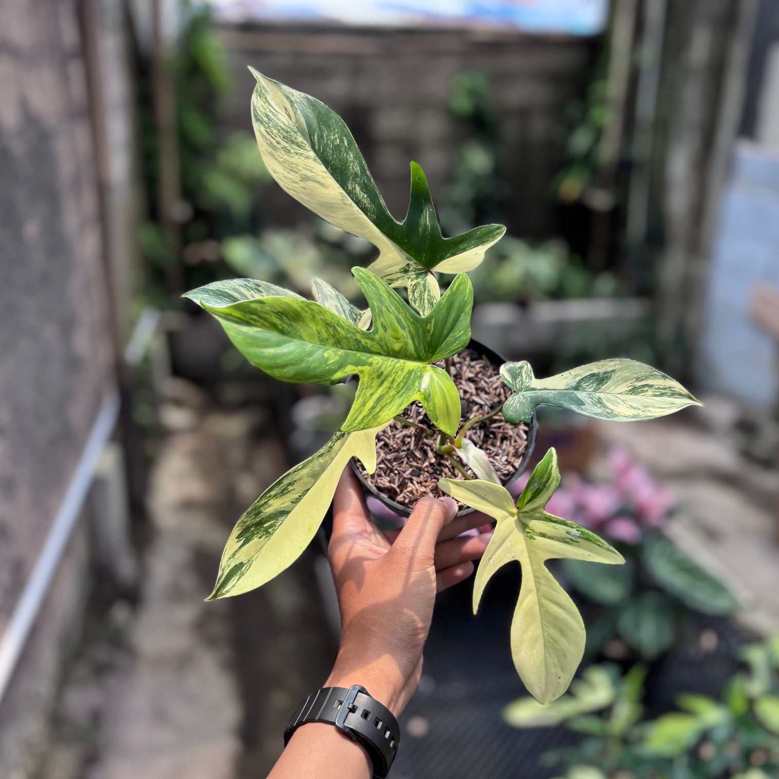 r*n様 510 斑入り　Philodendron'Florida Beauty Philodendron Florida Beauty Variegated | Rare & Stunning