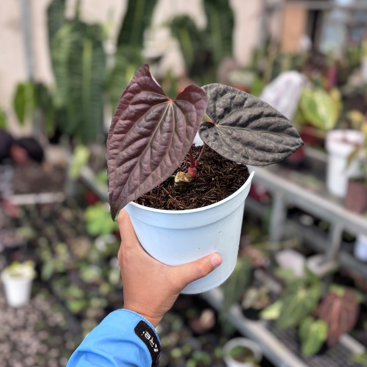 anthurium night queen Anthurium night queen