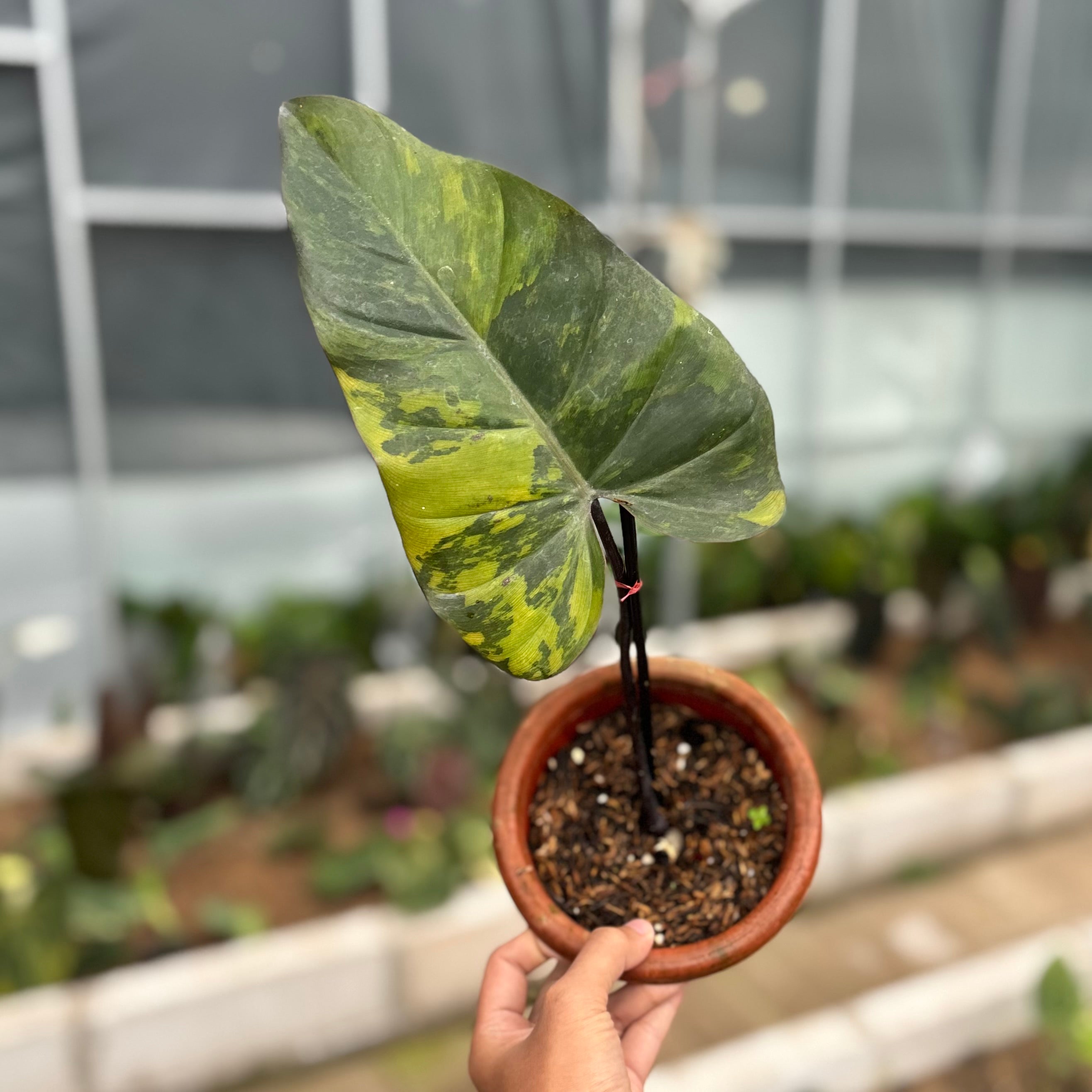 Philodendron dark lord variegated - cuttings 1 leaf