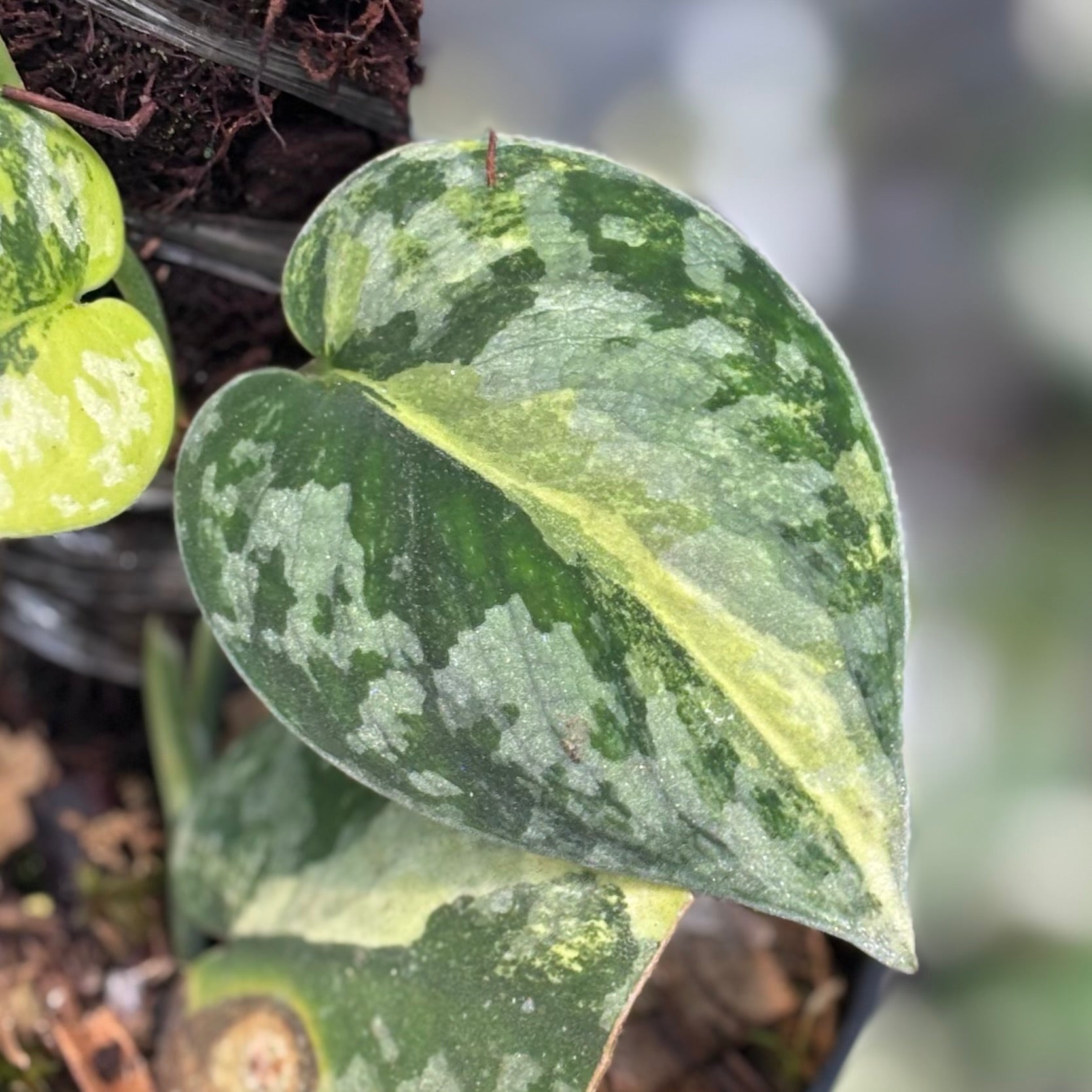 その他観葉植物 scindapsus bakudapati Scindapsus bakudapati