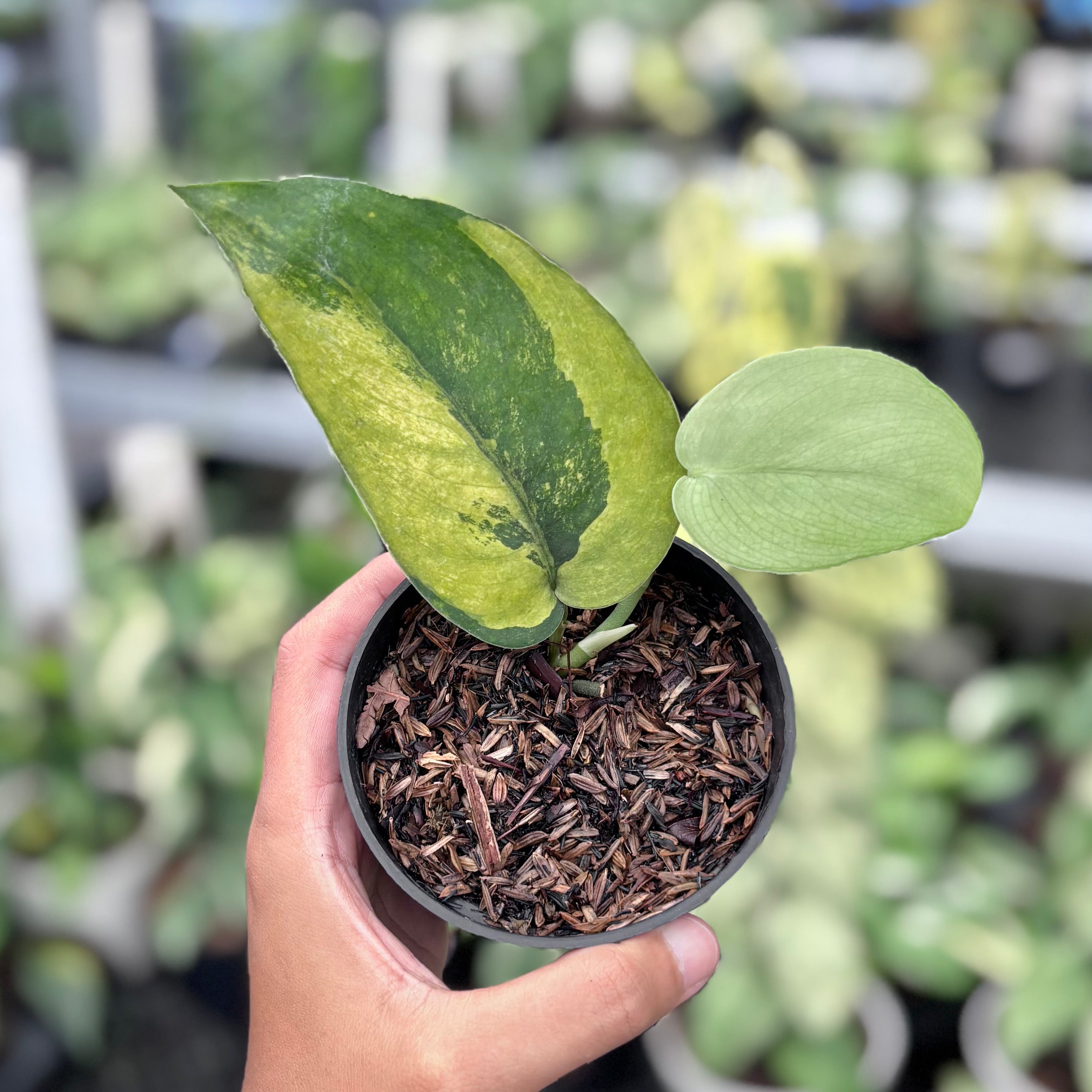 Scindapsus jadesatin Noid Variegated