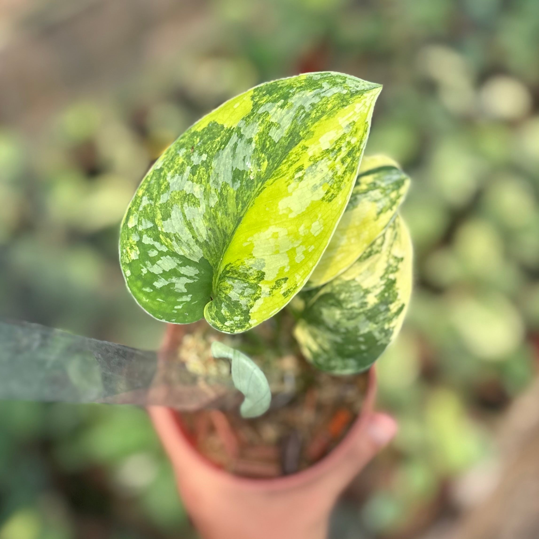 Scindapsus andalas
