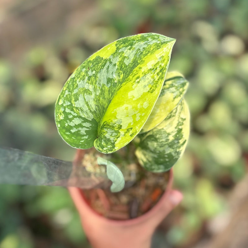 Scindapsus andalas