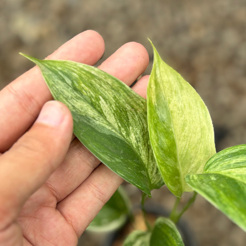 Scindapsus blue albo salaca