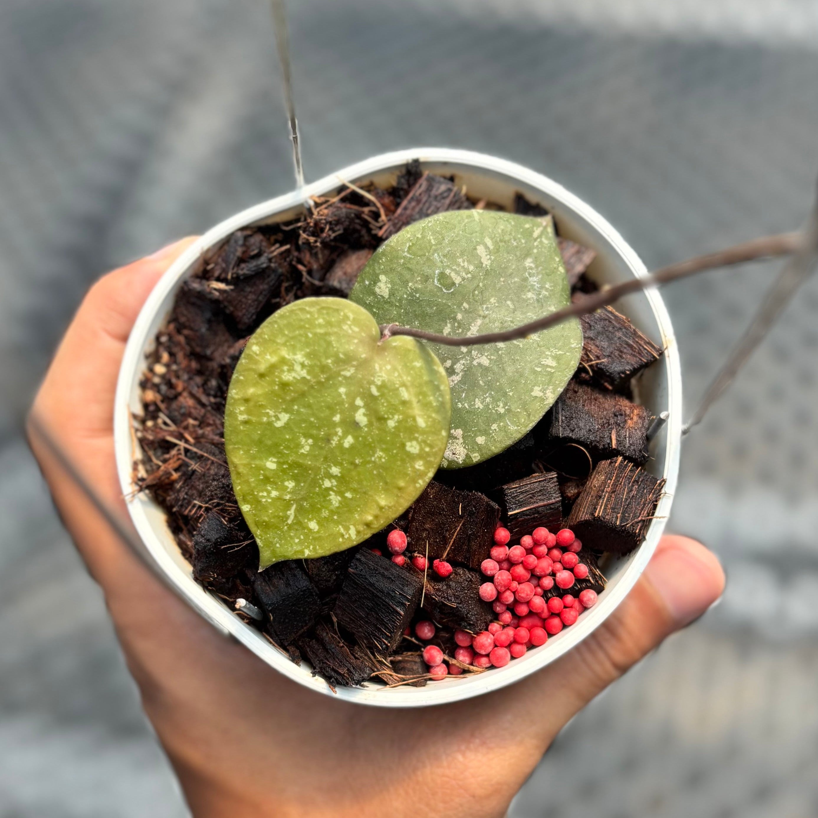 Hoya verticilata x imbricata