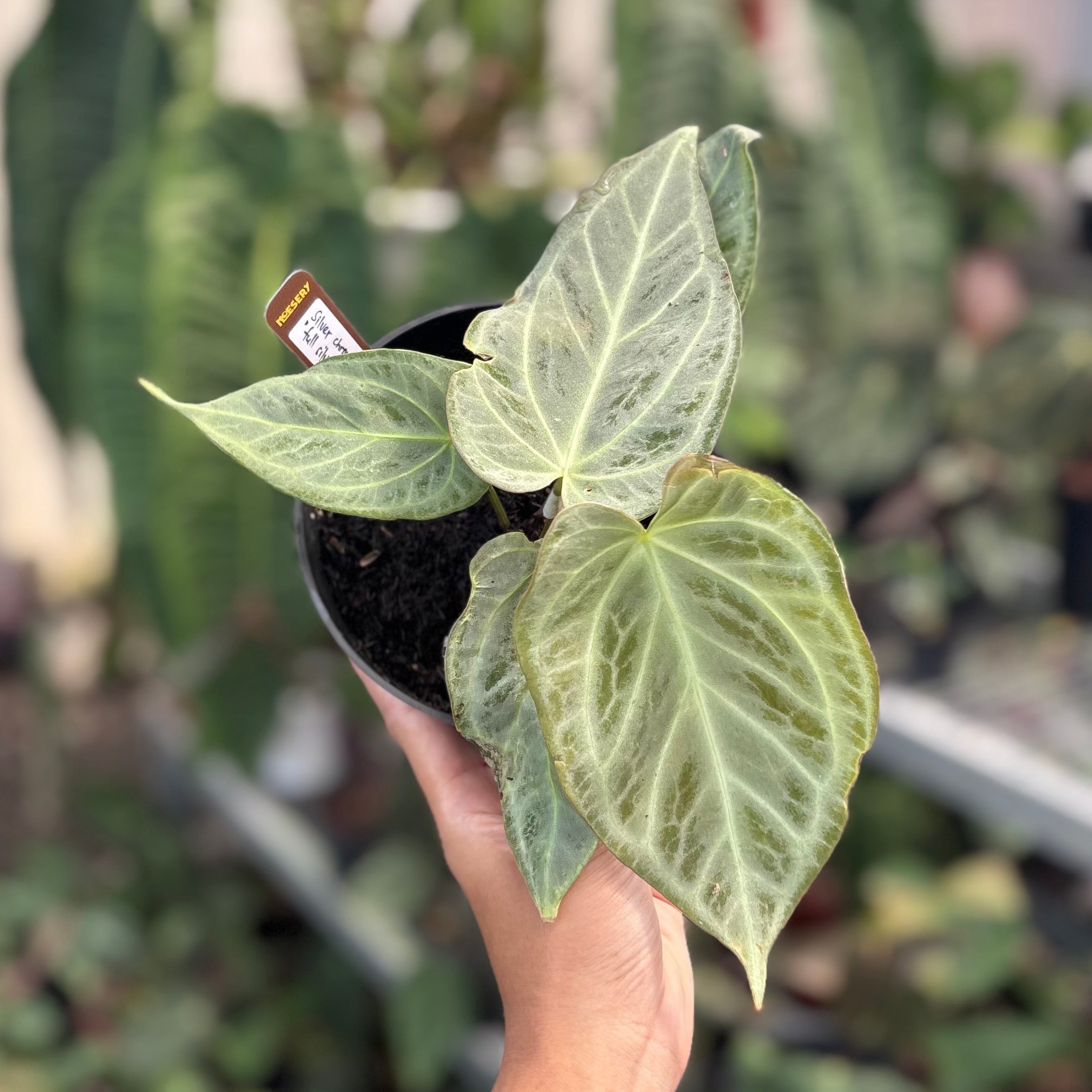 Anthurium silver chrome - full silver