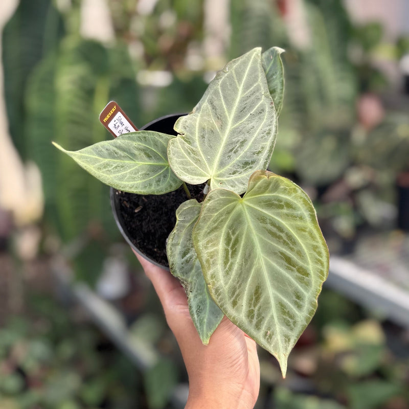 Anthurium silver chrome - full silver