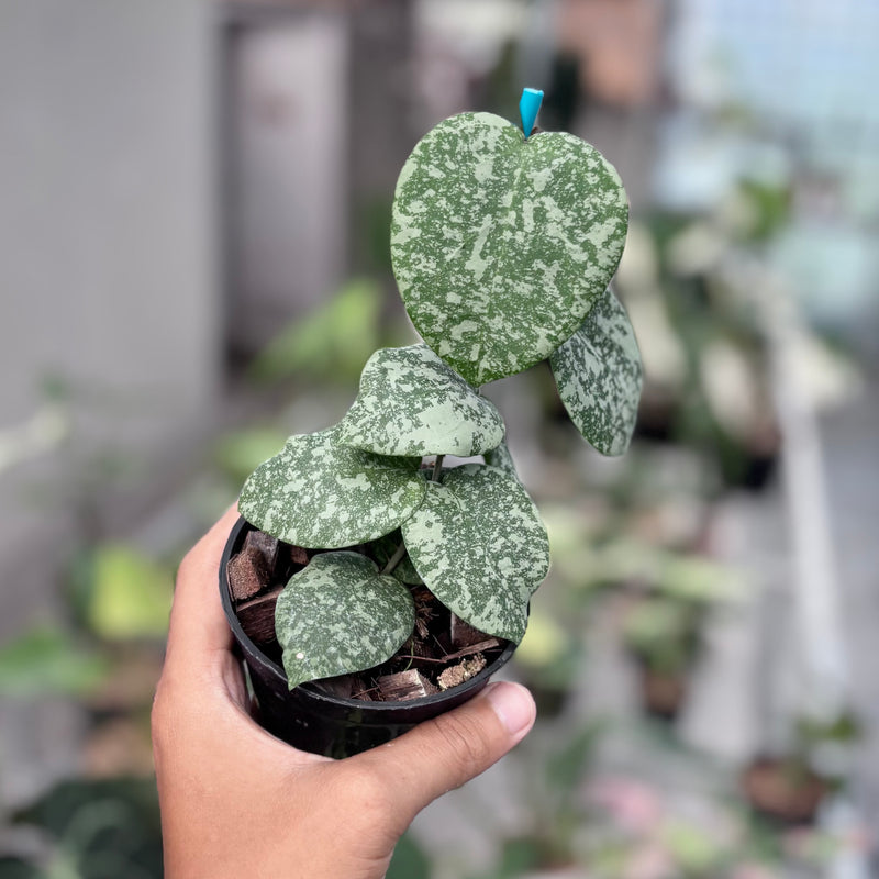Hoya cinnamomifolia x imbricata
