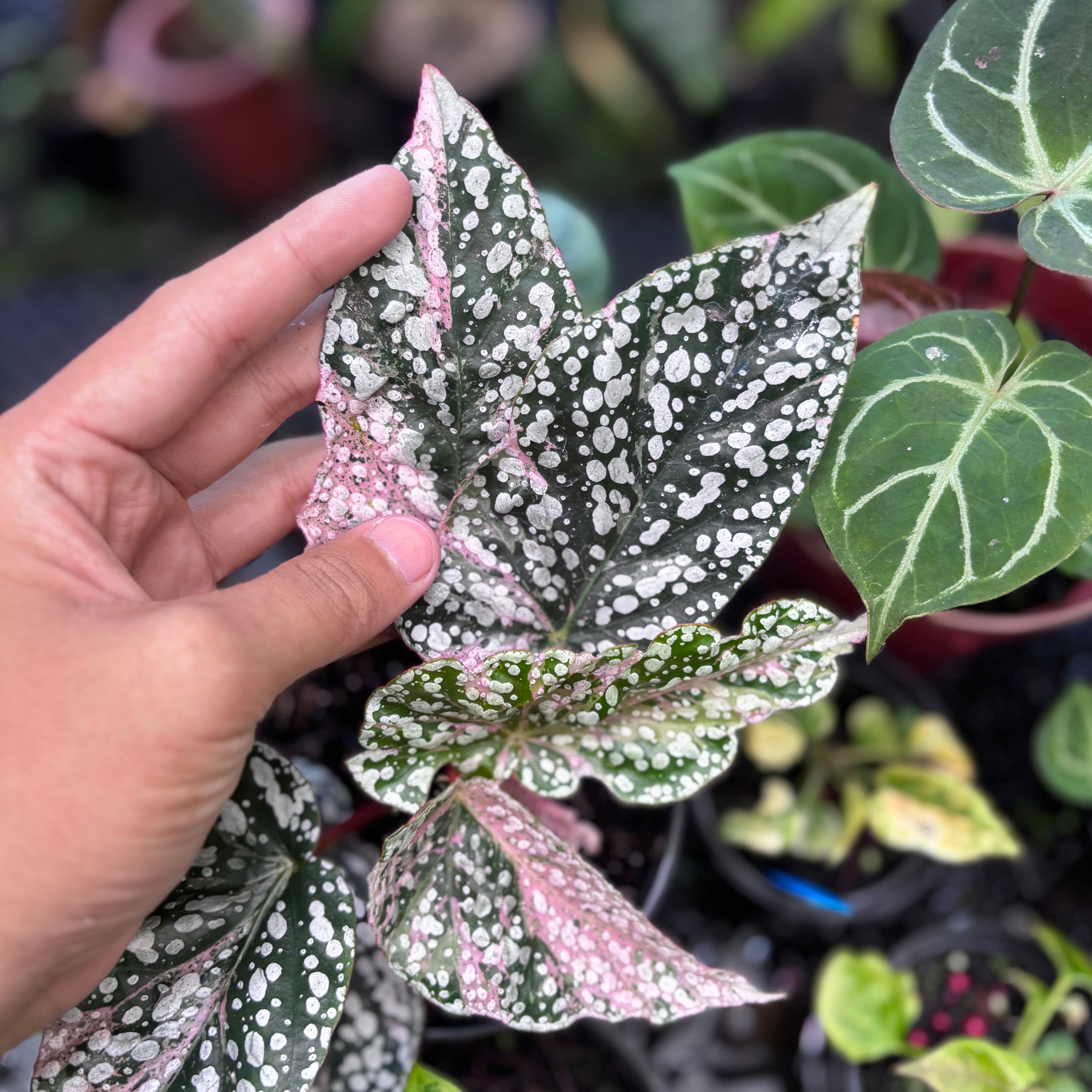 Begonia snow cap variegated
