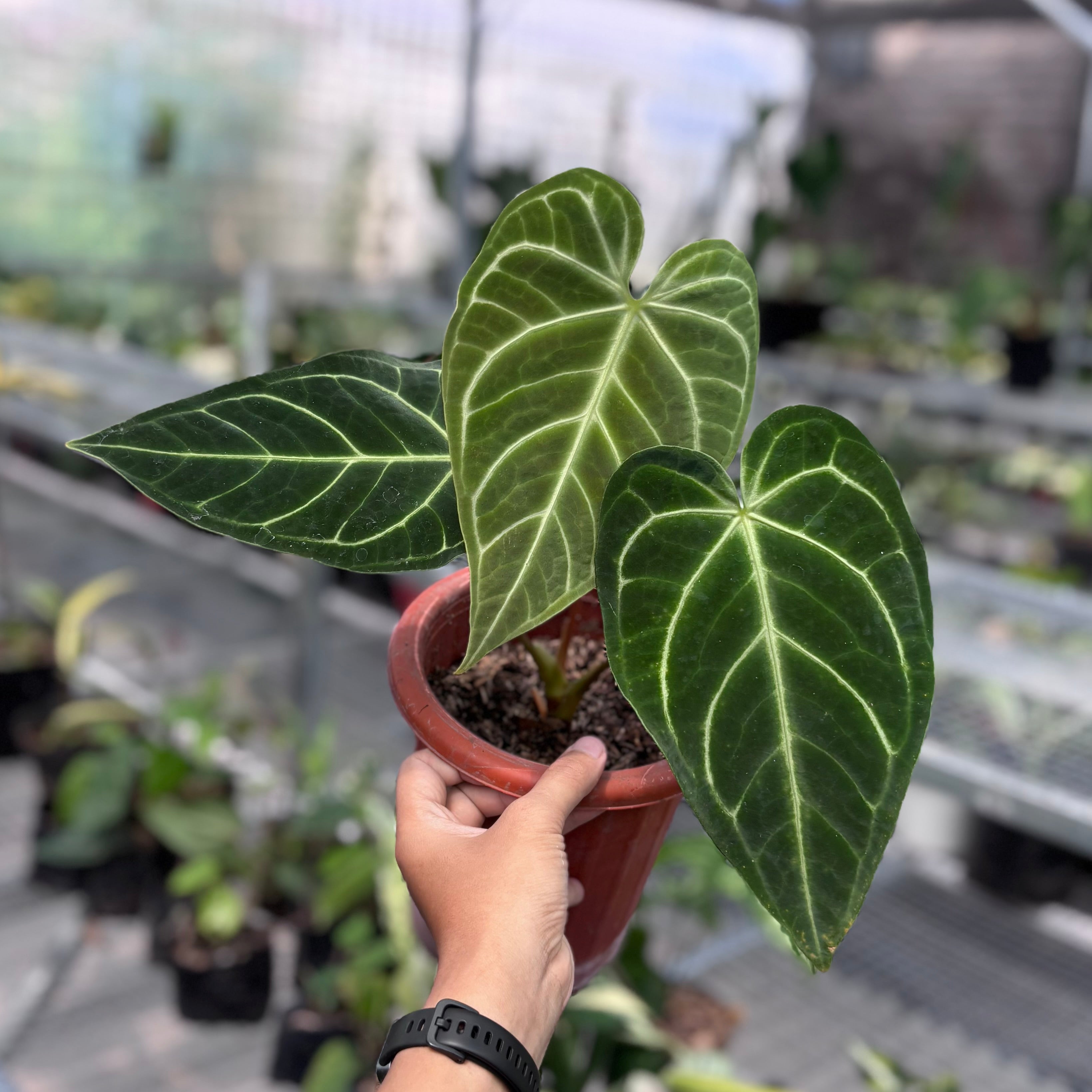 Anthurium regale