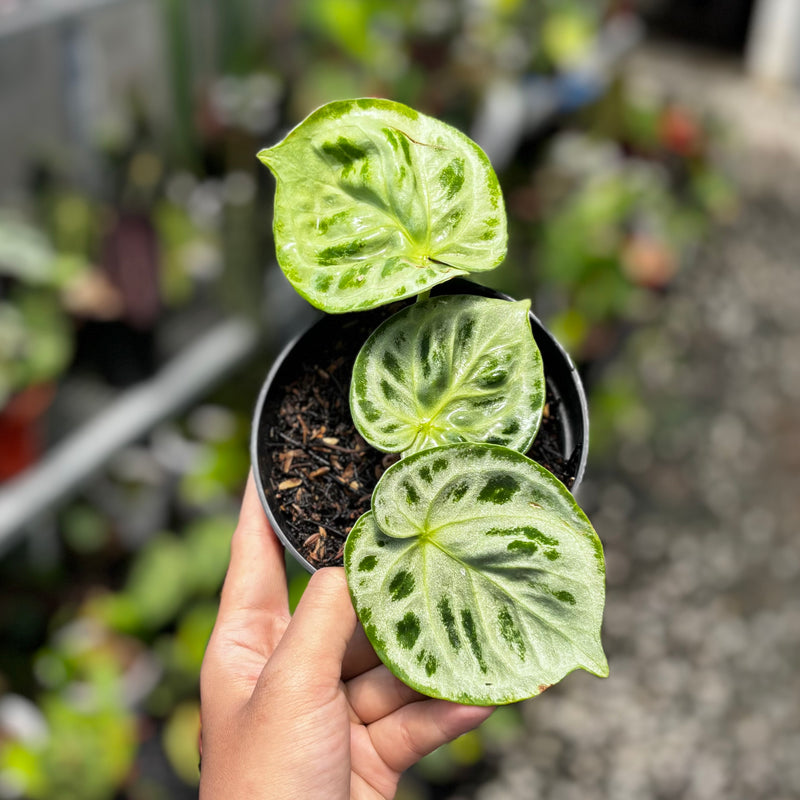 Anthurium king of spades x silver blush