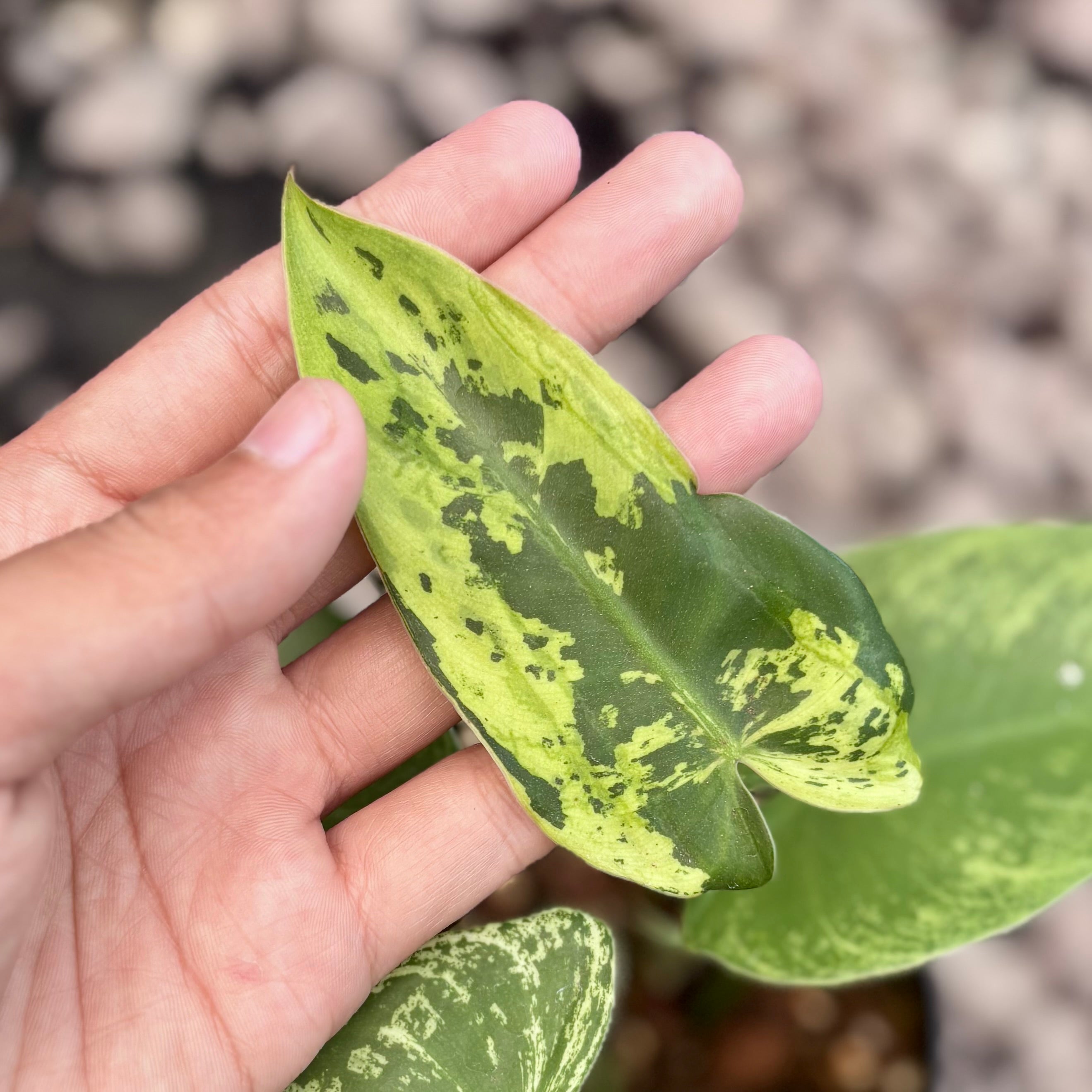 Philodendron ilsemanii variegated