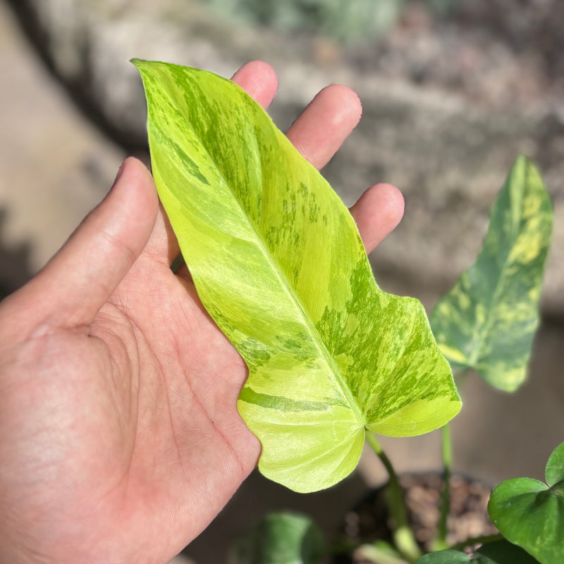 Philodendron florida beauty x radiatum
