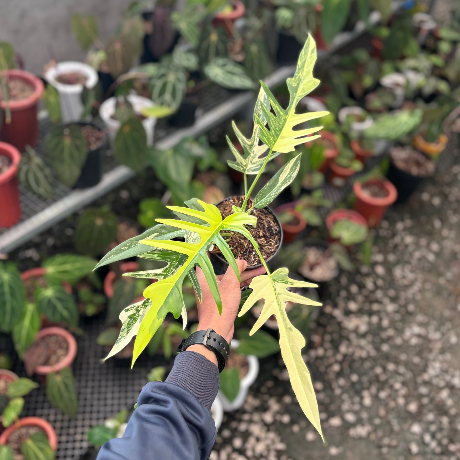 トップカット　フロリダビューティx トータム Philodendron florida beauty x tortum - Mature size – Aroid Market