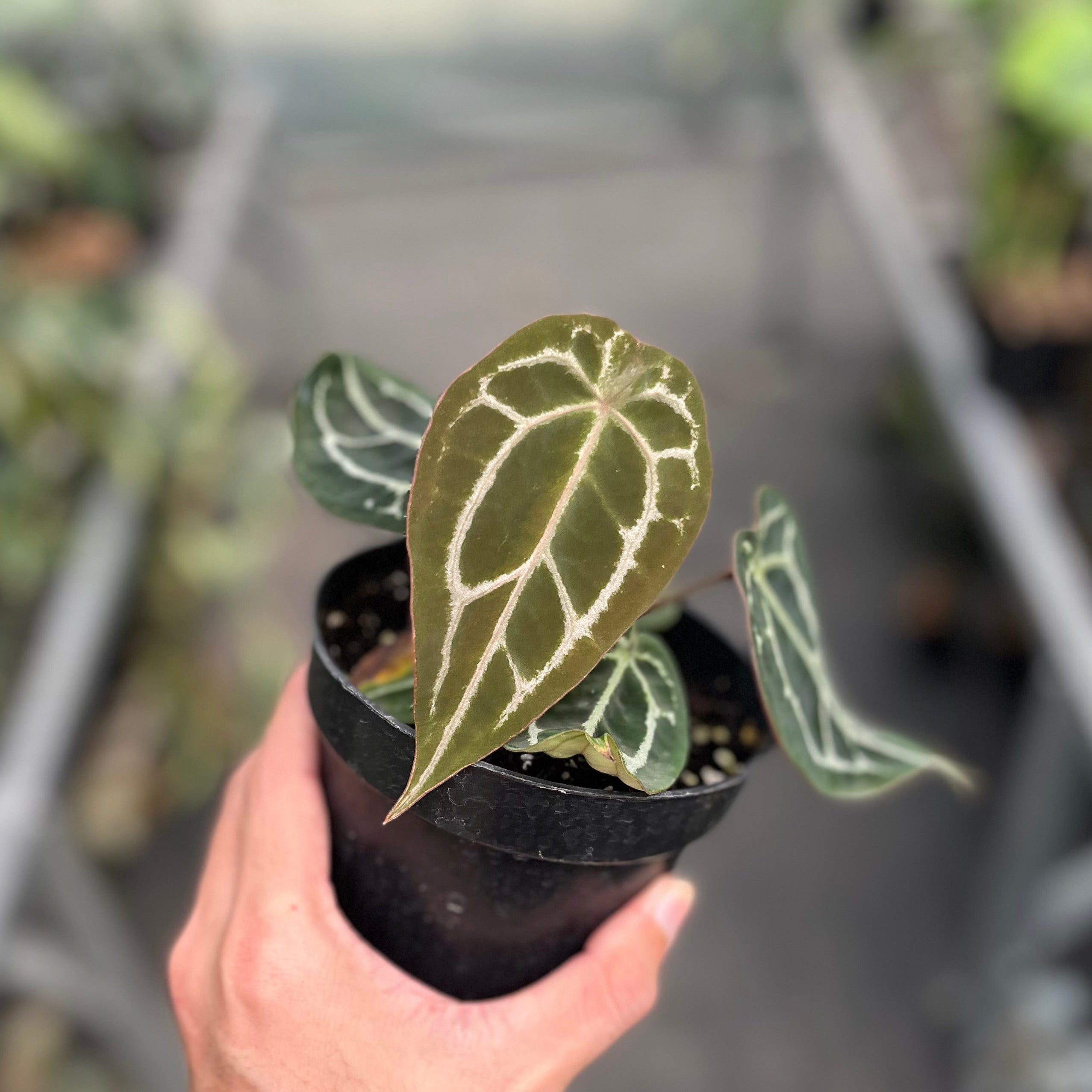 Anthurium forgetii x (michelle x tortoise grey)
