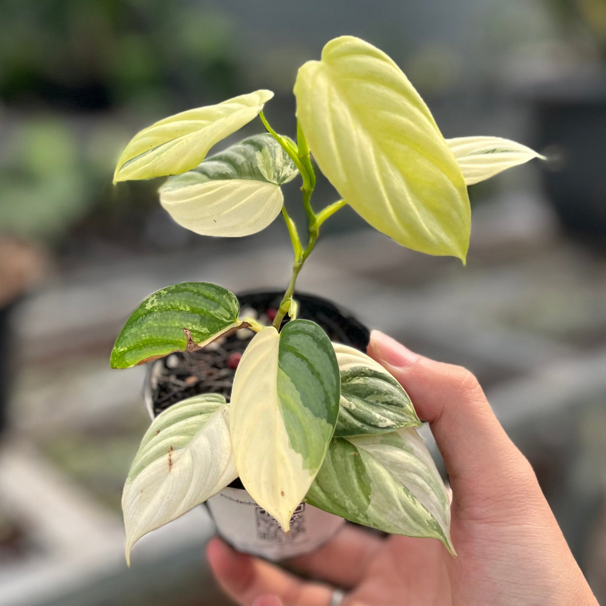 Philodendron brandtianum variegated