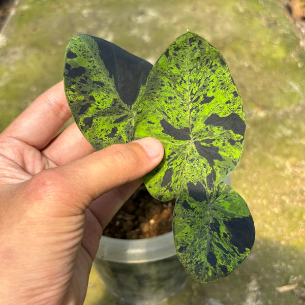 Colocasia esculenta midori sour