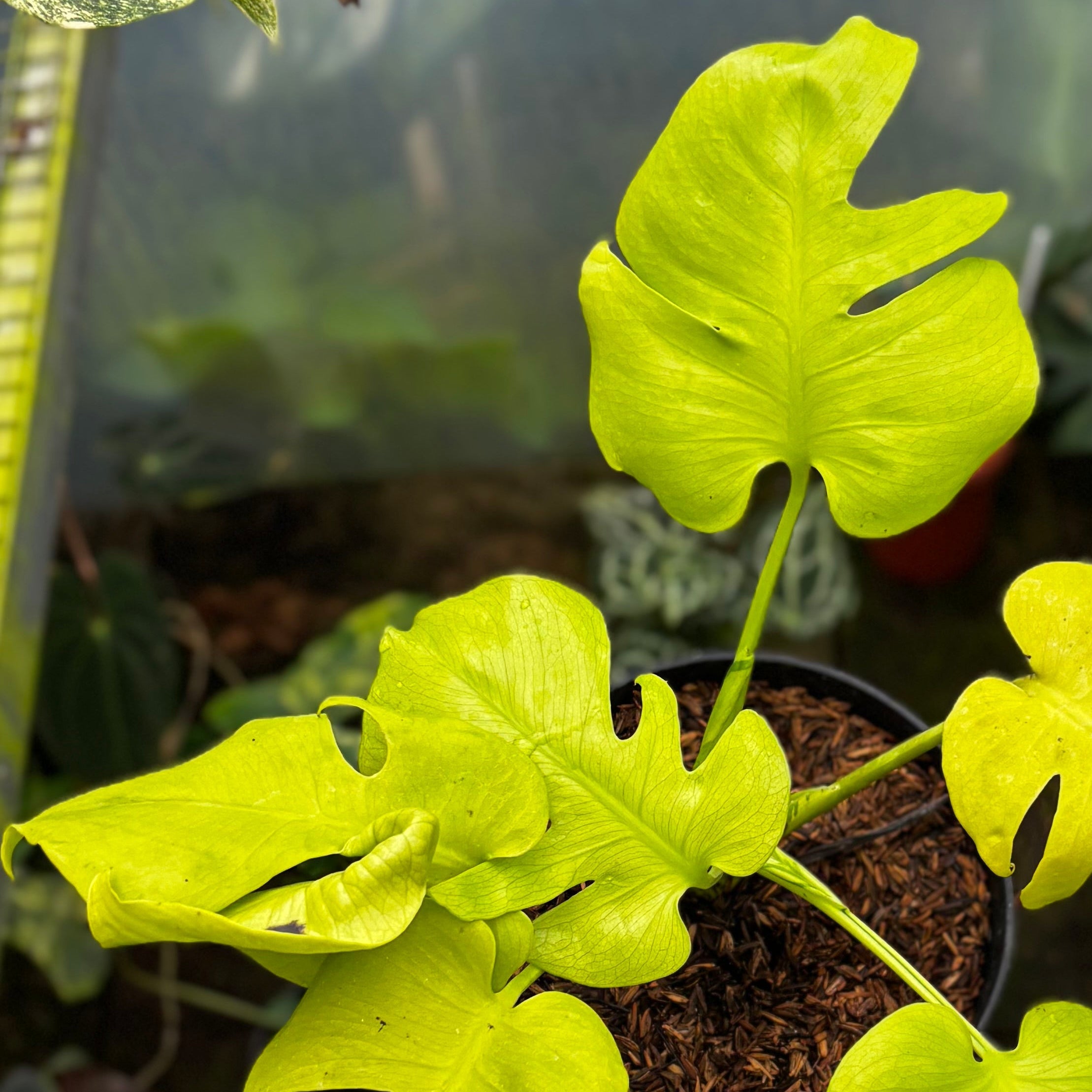 Monstera Lemon Lime