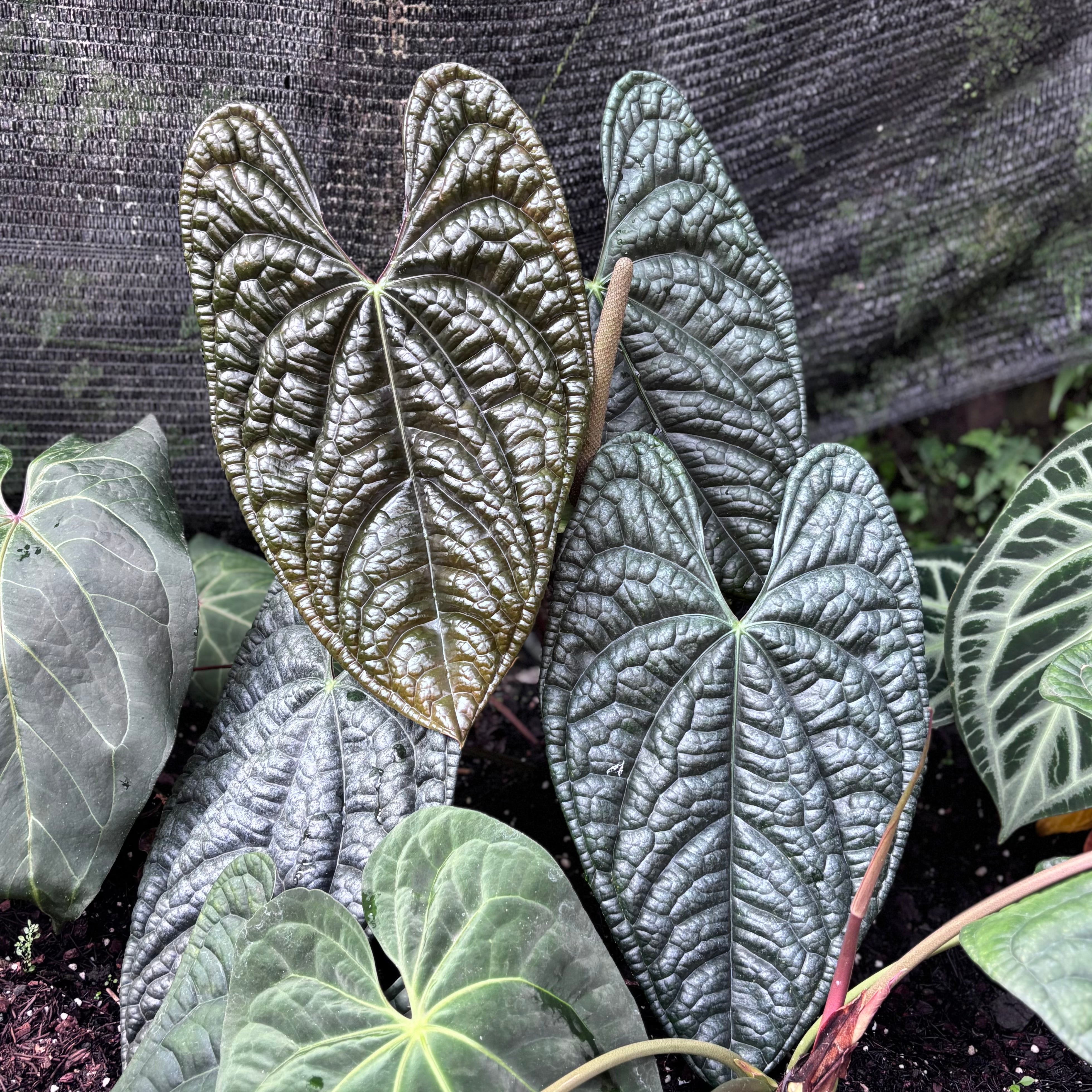 Anthurium king of spades x luxurians