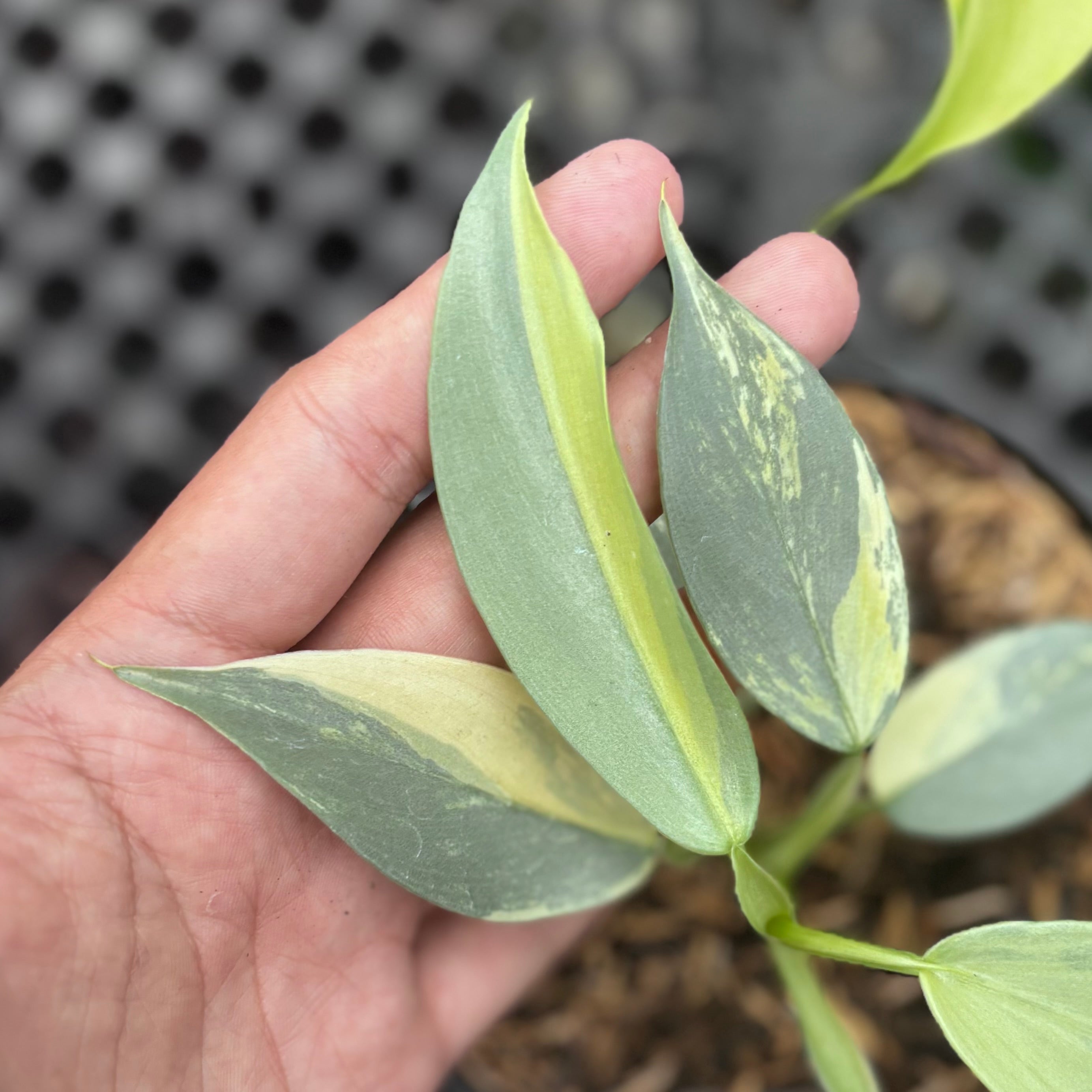 Philodendron hastatum silver sword variegated