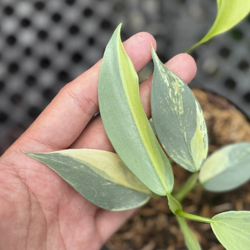 Philodendron hastatum silver sword variegated