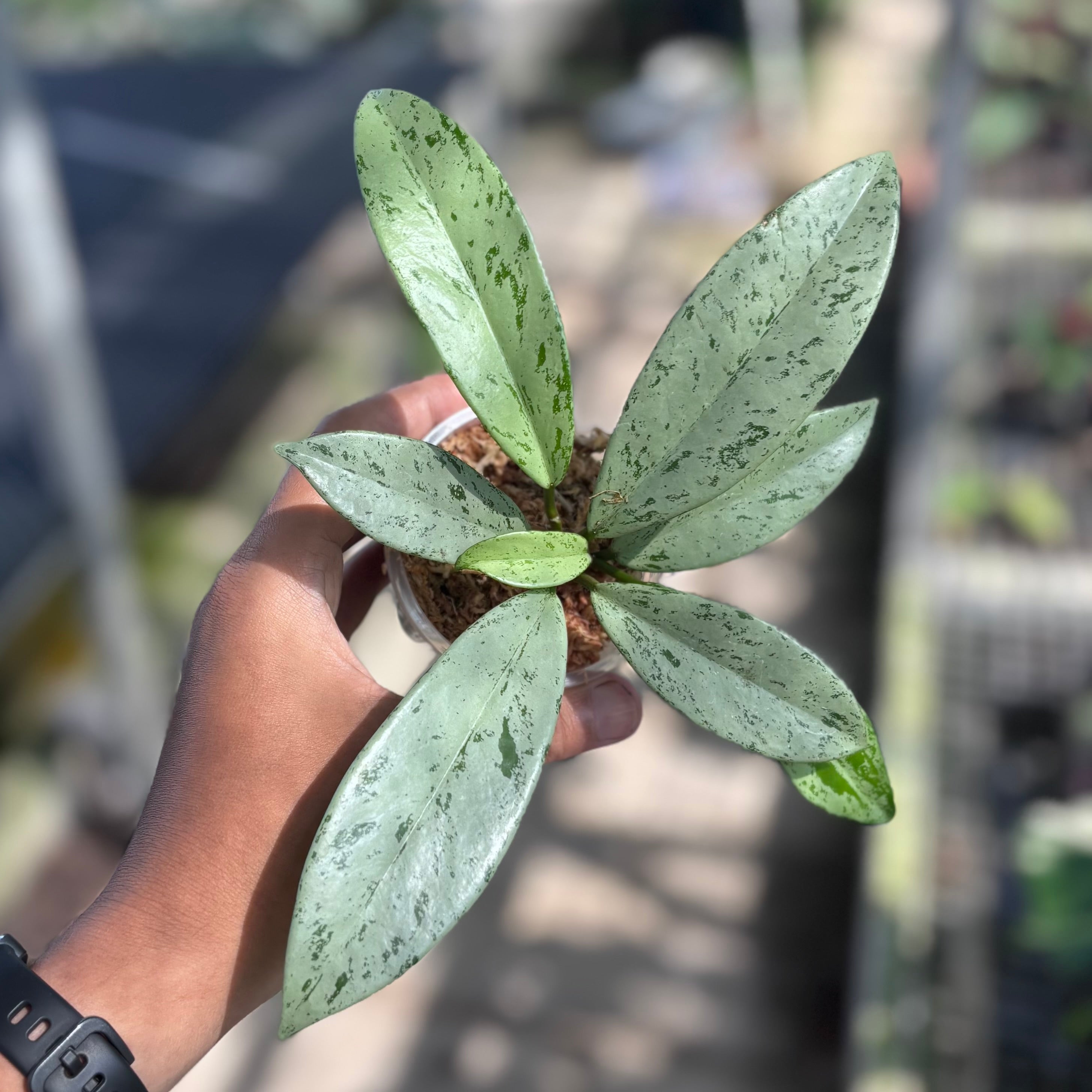 Hoya pubicalyx silver ghost