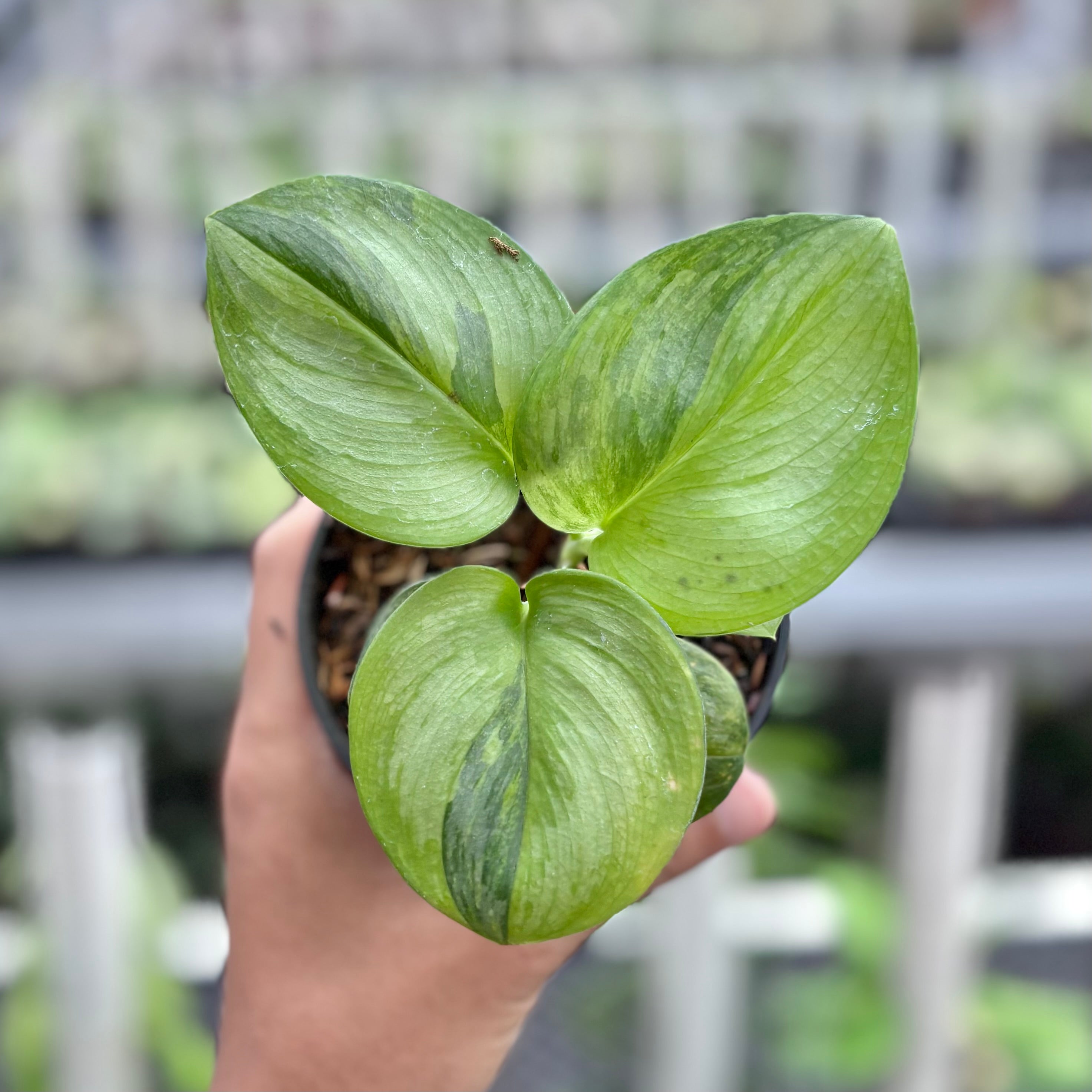 Scindapsus moonlight green on green variegated