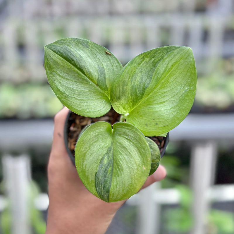 Scindapsus moonlight green on green variegated