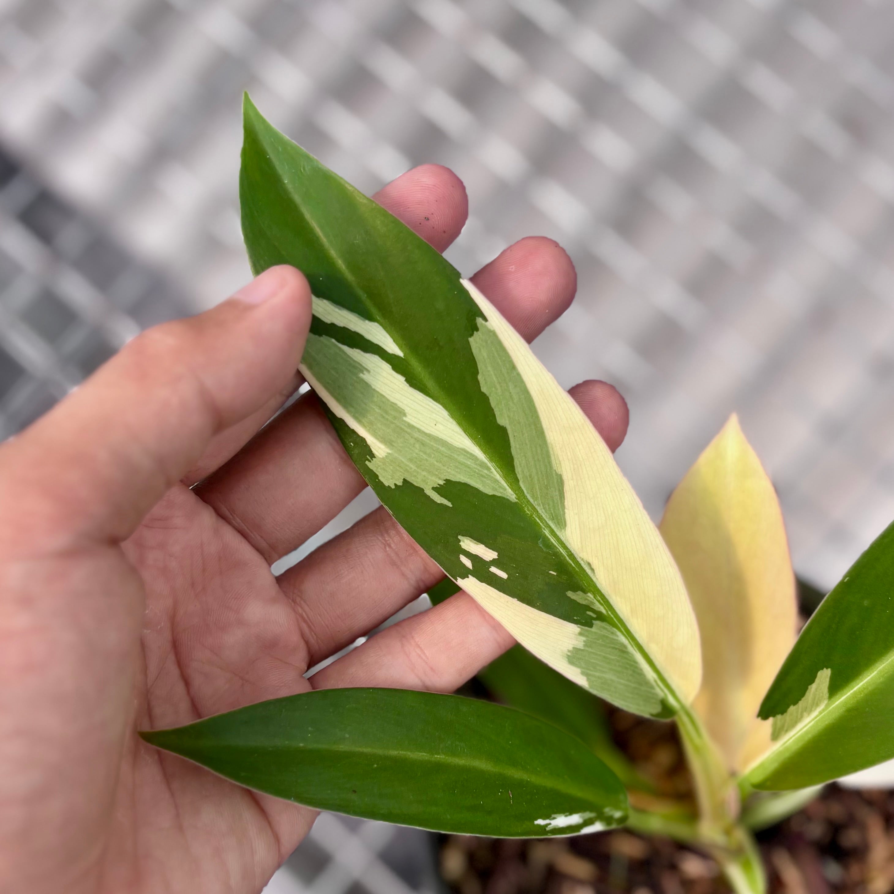 Philodendron wend imbe variegated