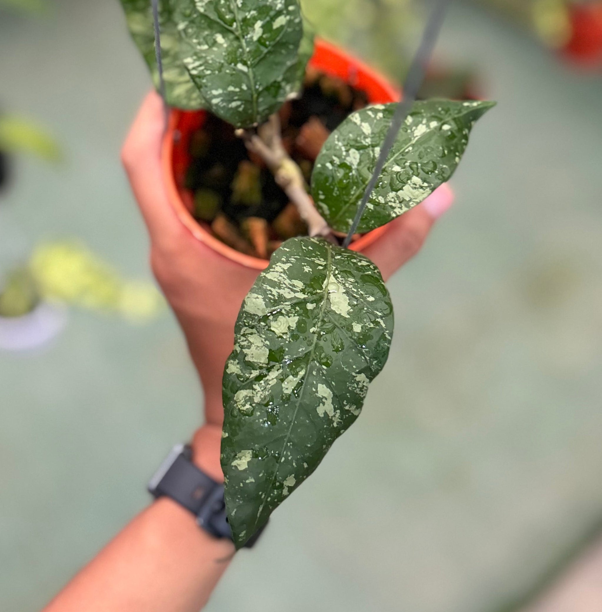 Hoya sp aceh ‘mapu’
