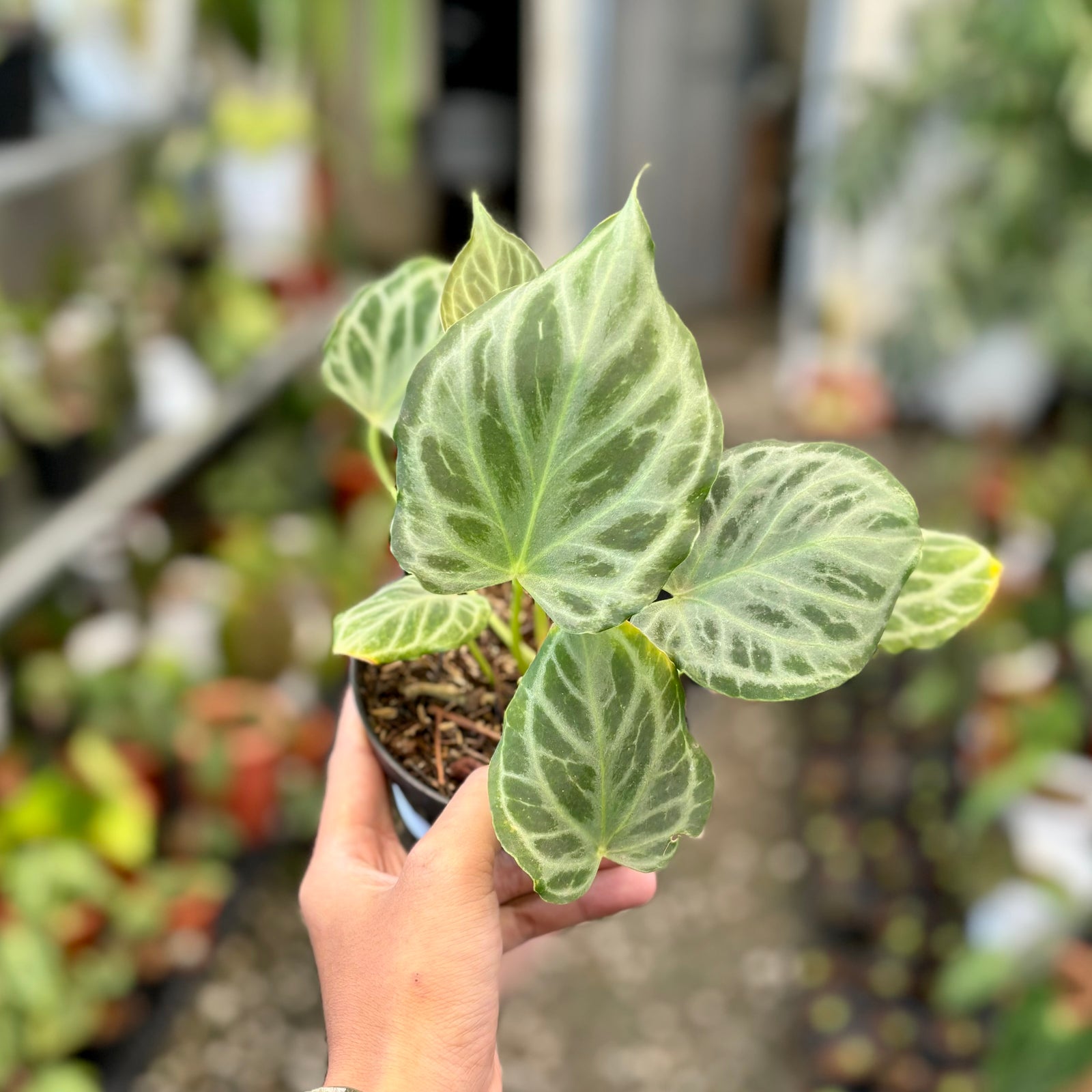 Anthurium Silver Tiger✖️ crystallinum 親株級 Anthurium silver tiger – Aroid Market