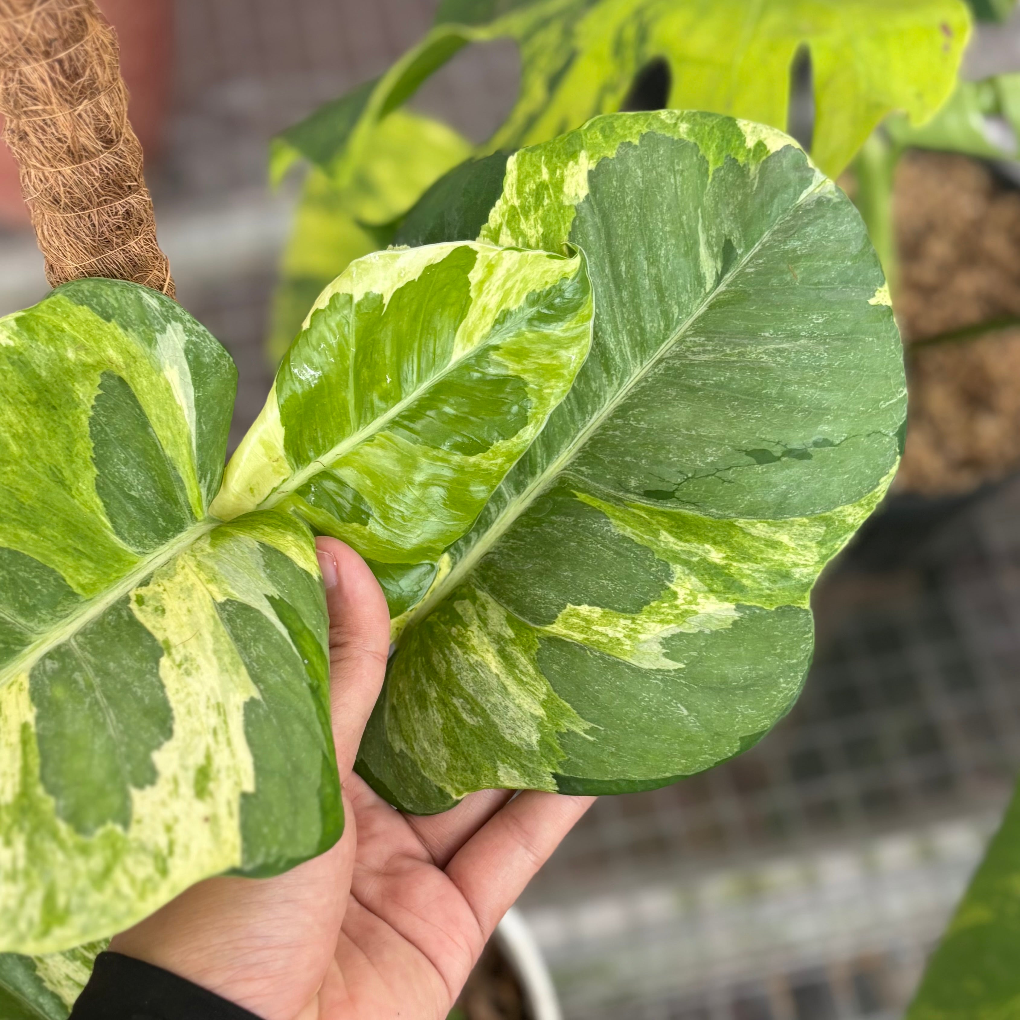 Epipremnum aureum ‘Manjula Photos’ - Mature size