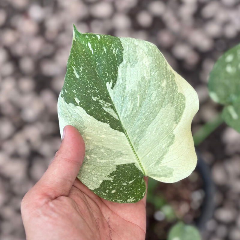 Monstera white snow variegated