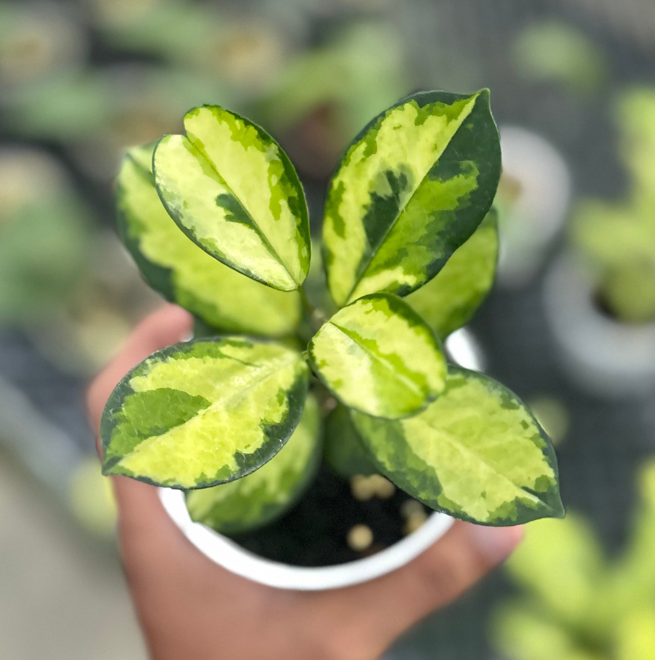 Hoya australis lisa