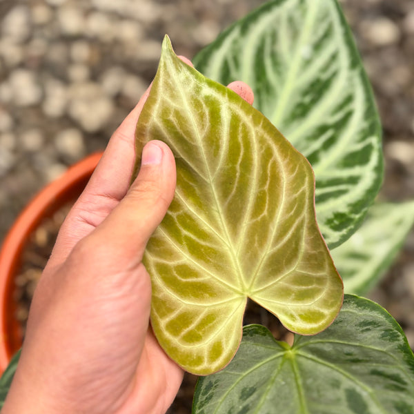 Anthurium silver butterfly - Mature size