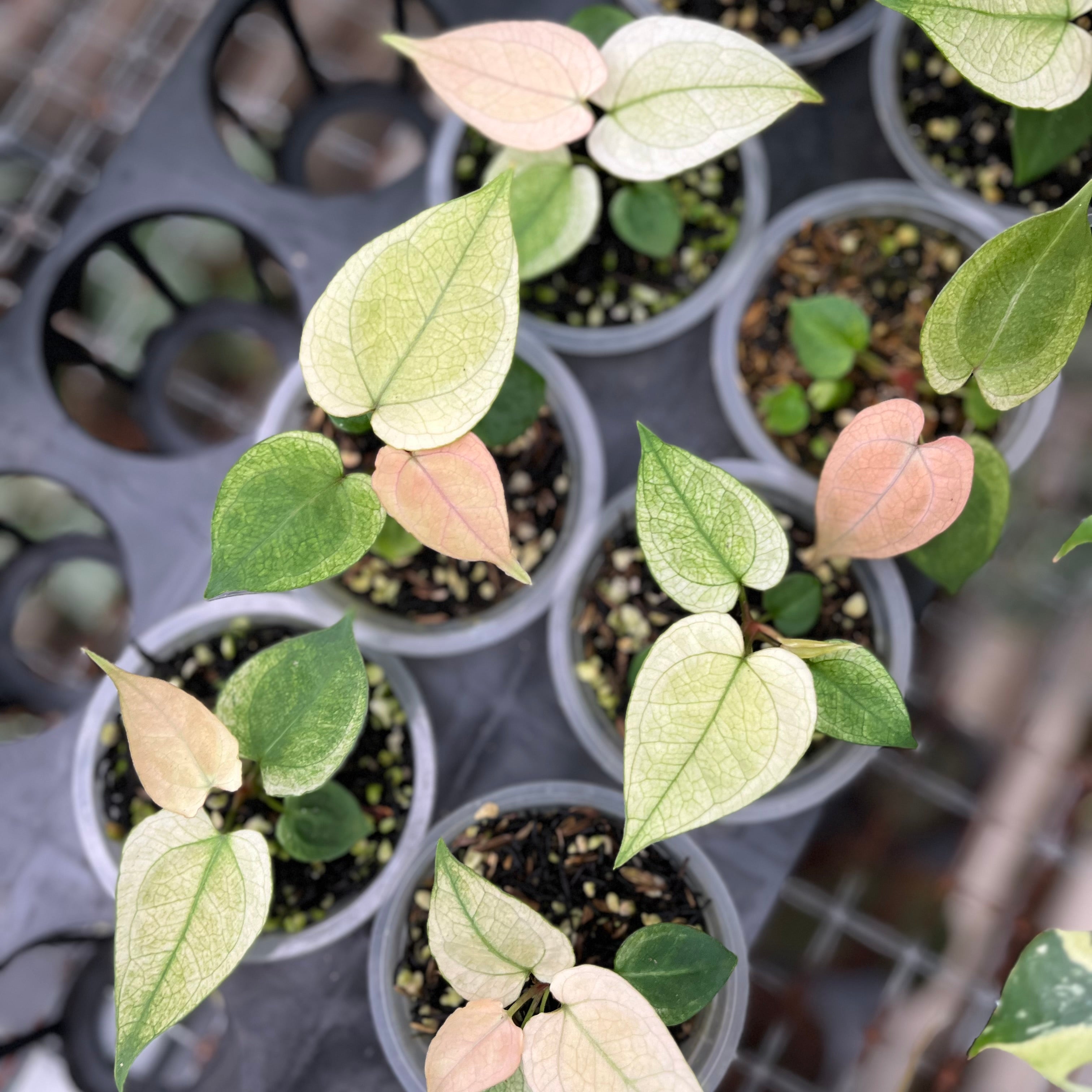 Anthurium silver blush white mint variegated - Seedling