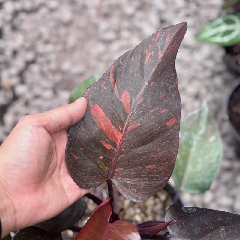 Philodendron royal Queen variegated