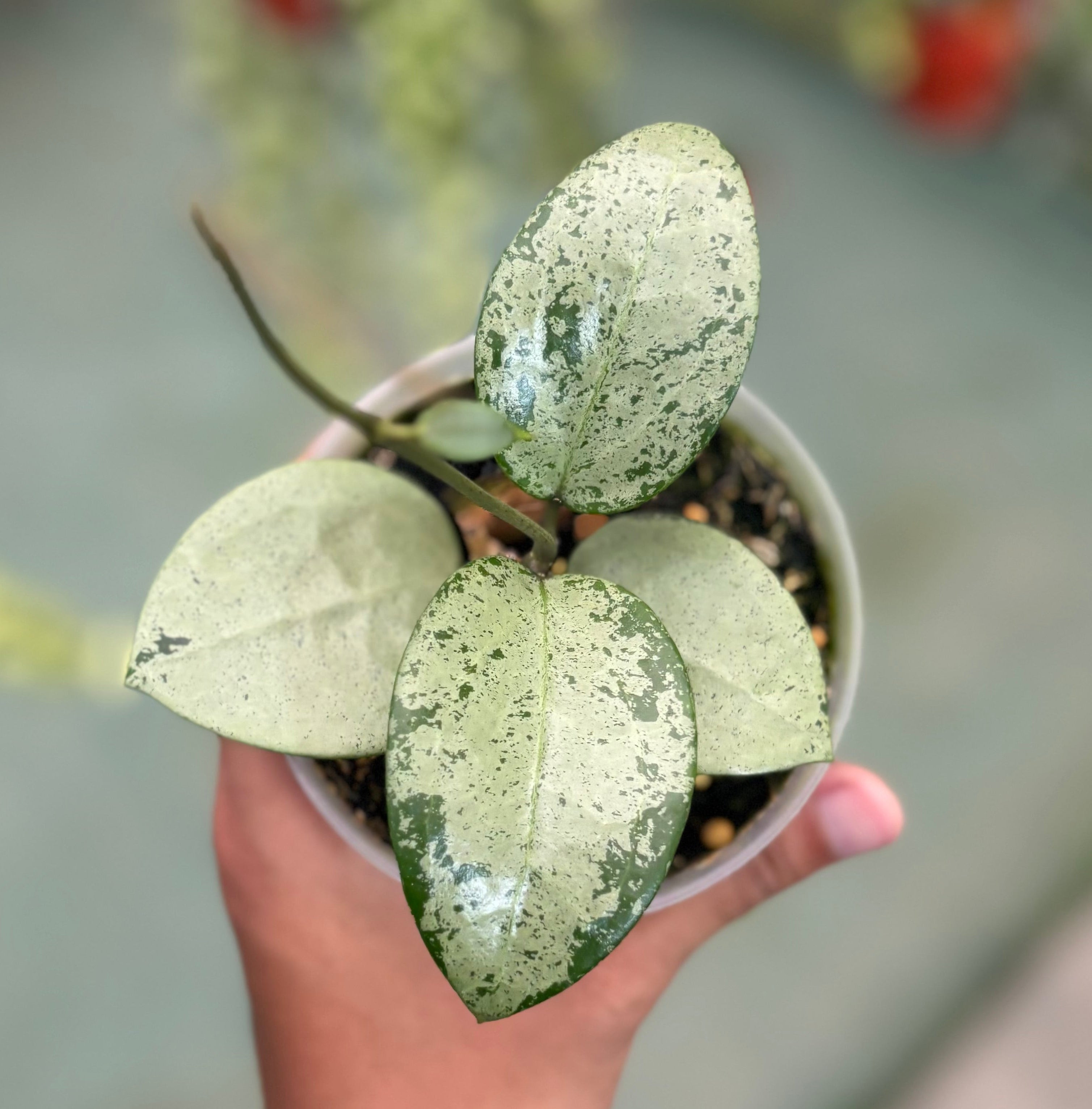Hoya parasitica silver heart